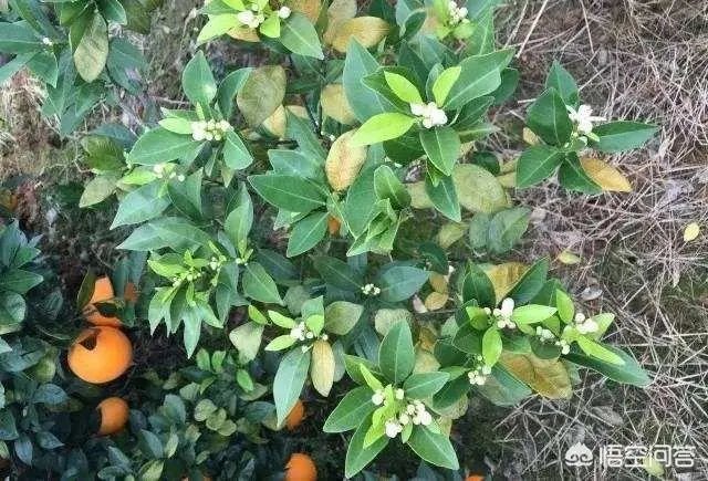 如何给柑橘苗除花？
