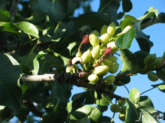 开心果树种植方法 开心果树图片