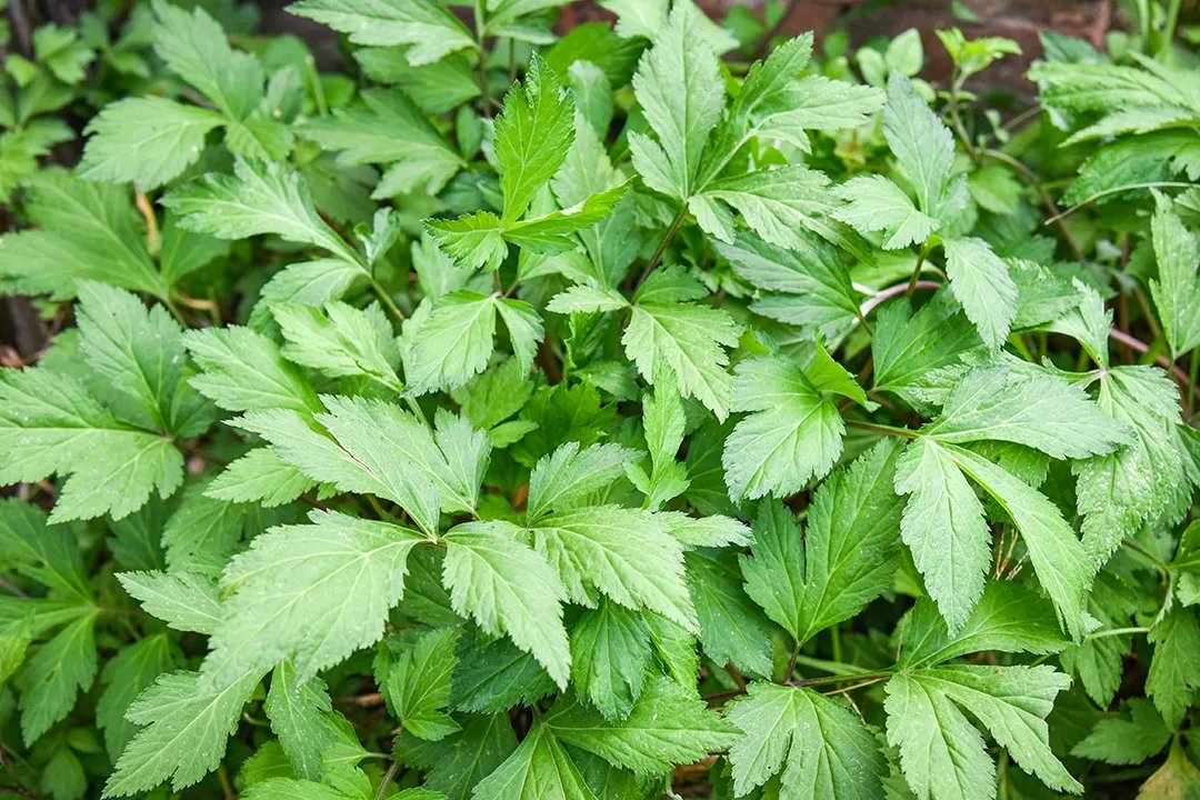 艾草的功效与作用