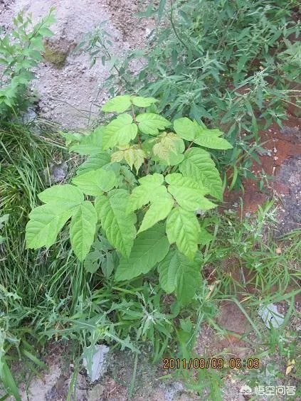 怎样区别白蜡和复叶槭？