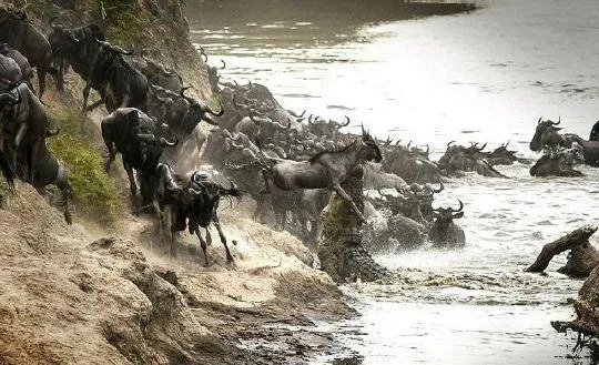 豹子为什么敢吃鳄鱼