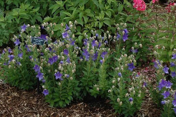 中药桔梗图片大全