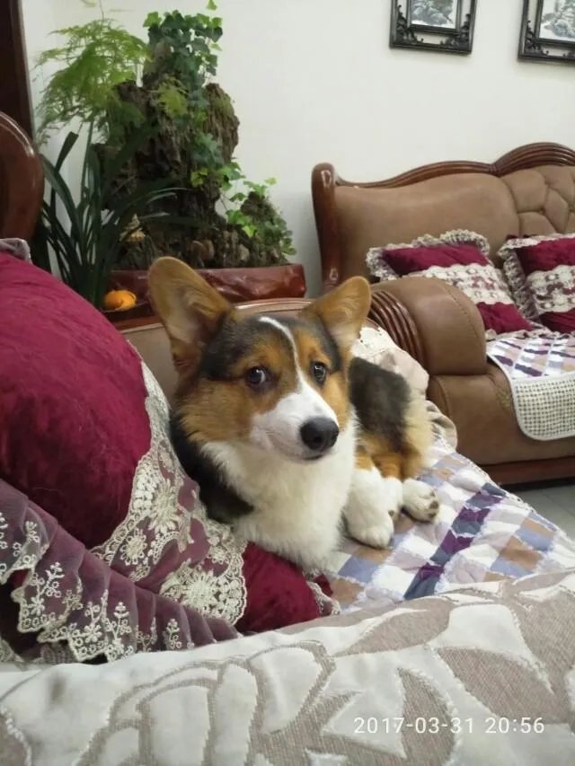 柯基5个月一天能跑多少公里