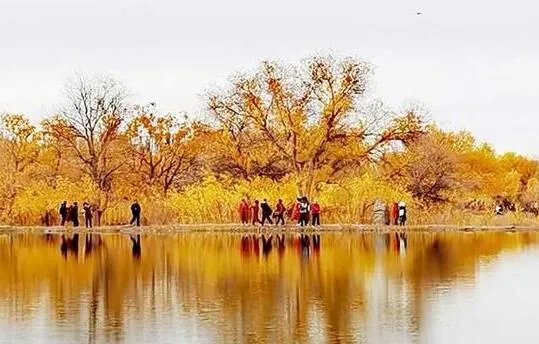 塔里木河胡杨林美如画 网友:简直是人间天堂