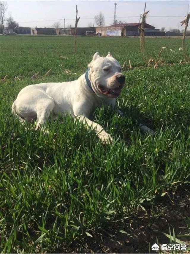 杜高犬和藏獒哪种厉害一些？