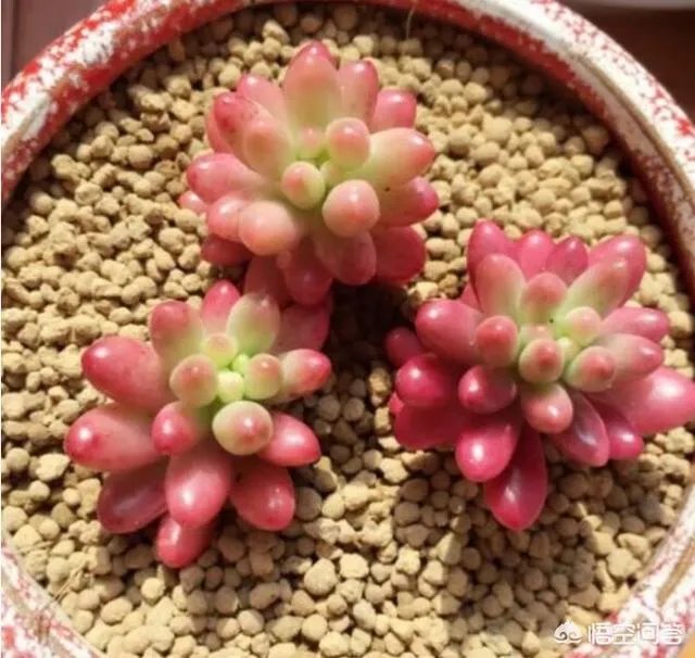 不同的多肉植物，在度夏时，有什么区别吗？