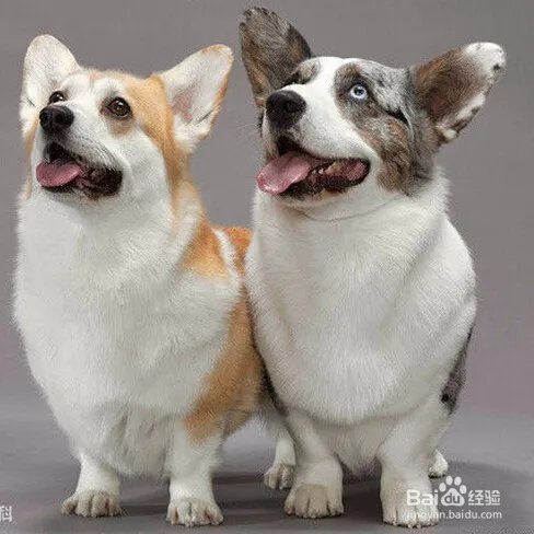 在柯基被当野狗打死 ，遇到这种情况咋办