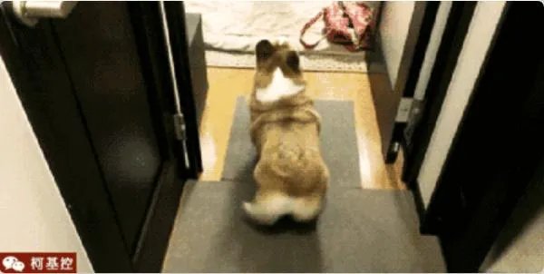 柯基5个月一天能跑多少公里