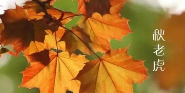 秋老虎是什么意思？