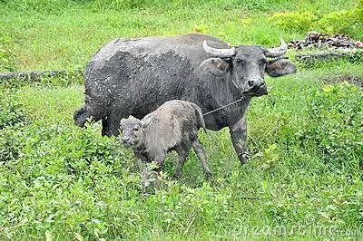 菲律宾水牛的介绍