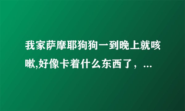 我家萨摩耶狗狗一到晚上就咳嗽,好像卡着什么东西了，但是又咳不出来，每天只给吃狗粮，没给乱喂别的东西。