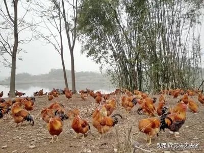 我想回家养鸡，但找不到销路怎么办？