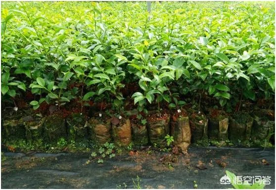 什么价格能买到真的良种油茶苗？