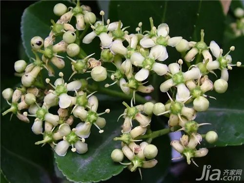 万年青开花好吗?万年青图片欣赏