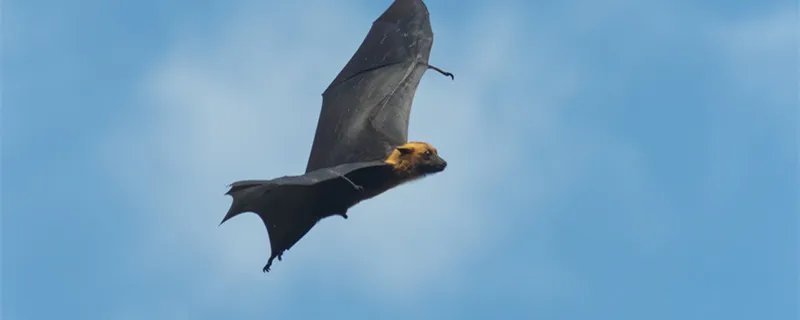 蝙蝠的天敌是谁 蝙蝠的天敌是什么