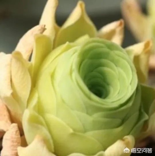 不同的多肉植物，在度夏时，有什么区别吗？