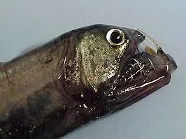 毒蛇鱼是不是鱼 毒蛇鱼有毒吗