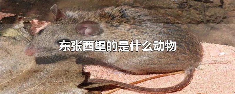 东张西望的是什么动物