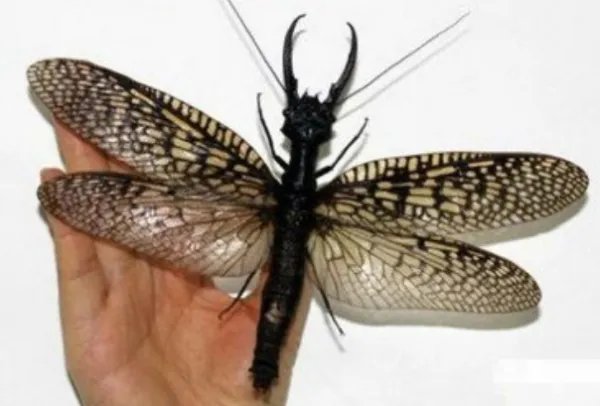 世界十大最强虫子