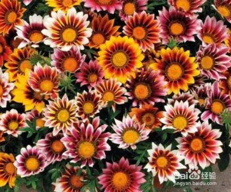 勋章花的养殖方法