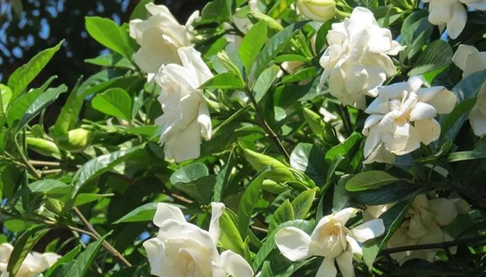 什么花有毒 哪些花有毒