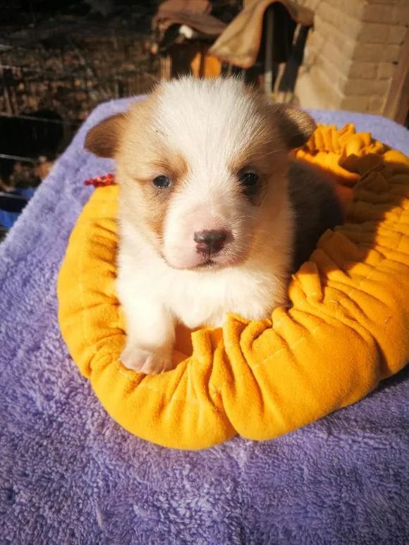 柯基5个月一天能跑多少公里