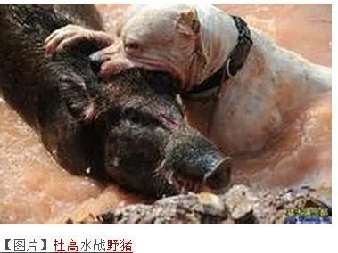 阿根廷杜高和藏獒哪个厉害