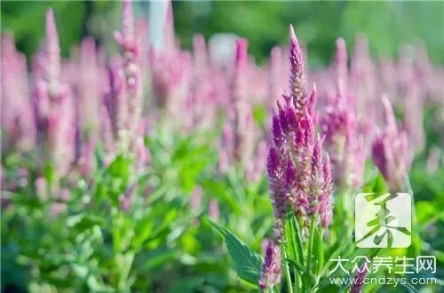 藿香有什么作用？