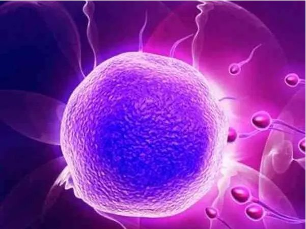 供卵三代试管婴儿-罗伯逊易位三代试管婴儿成功率高吗？