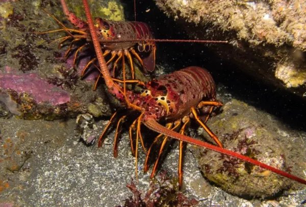 龙虾不会衰老还能不断长大,为什么也难见到有长的特别大的?