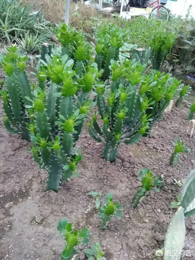 龙骨花和量天尺如何区分？