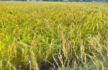 五常大米有哪些品牌？