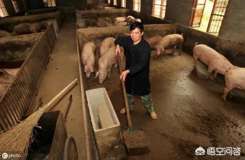 如何处理畜禽粪便?