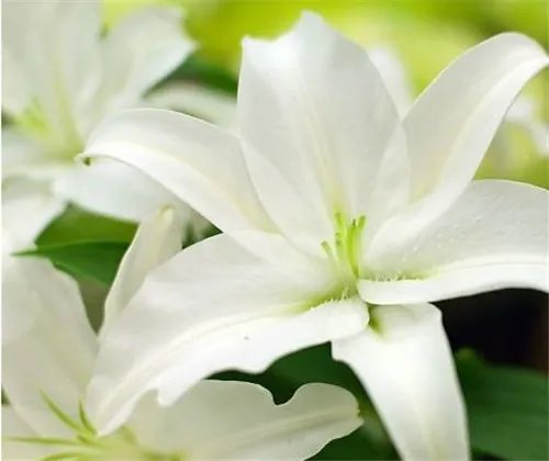 象征友谊的花  6大友谊之花盘点