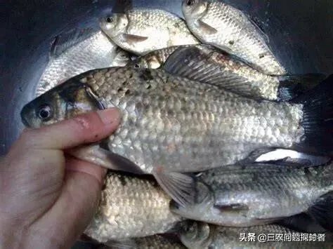 鱼塘随便放三四条小鲫鱼能繁殖越来越多吗？