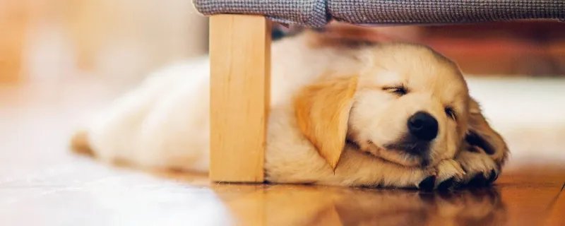 汪星人是什么意思