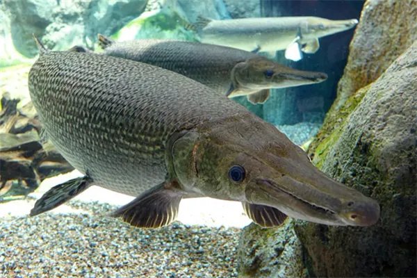 一名游客在中国古动物馆游览时被鱼缸里的鳄雀鳝咬伤,怎样做好规范管理?