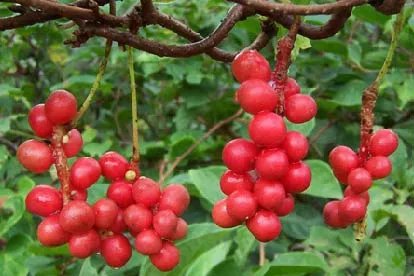 五味子是什么样的图片