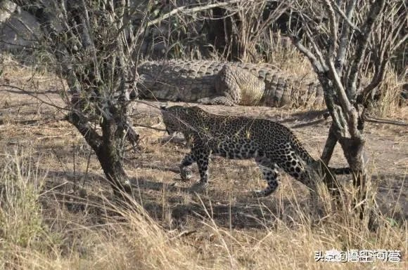 豹子为什么敢吃鳄鱼
