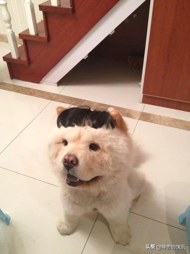 狗为什么晚上没人的时候会发出哀鸣声？