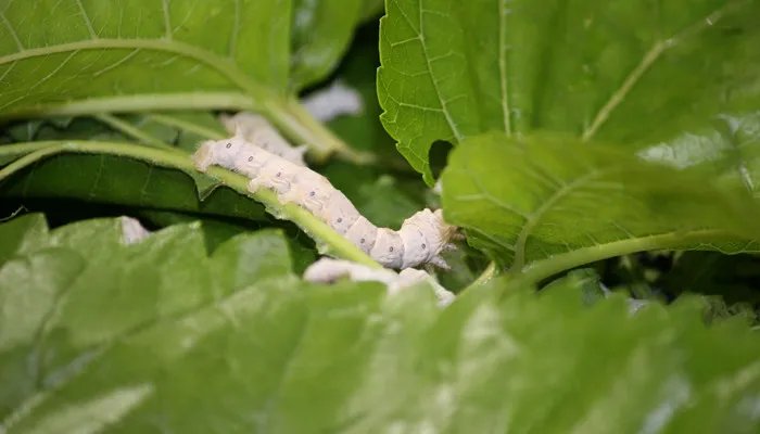 蚕沙是什么 蚕沙是什么东西