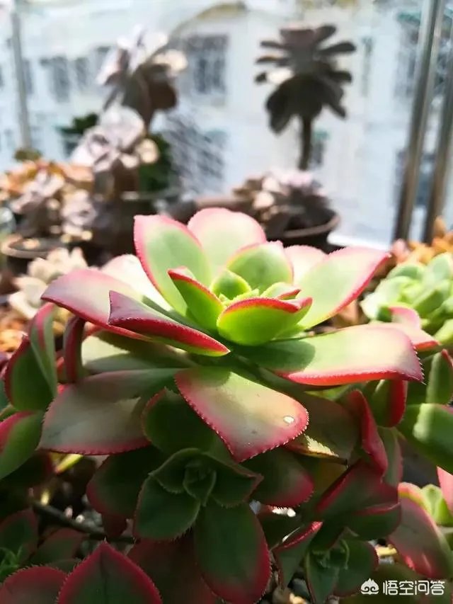 不同的多肉植物，在度夏时，有什么区别吗？