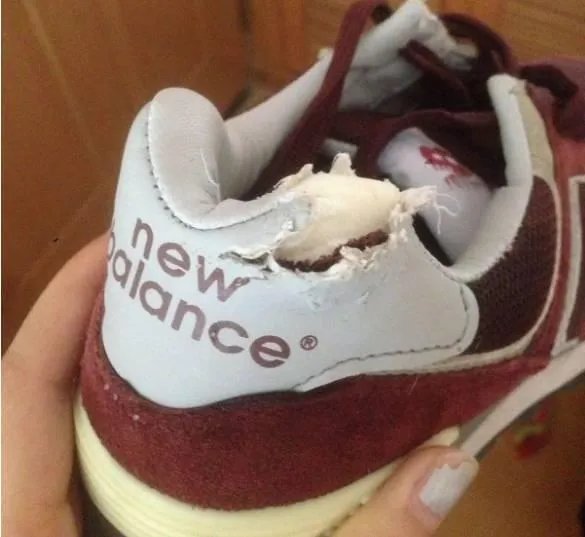 柯基5个月一天能跑多少公里