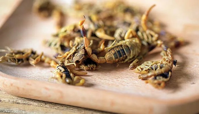 蝎子养殖方法 蝎子养殖方法有哪些