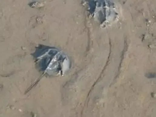 中华鲎能活多久？中华鲎最大能长多大