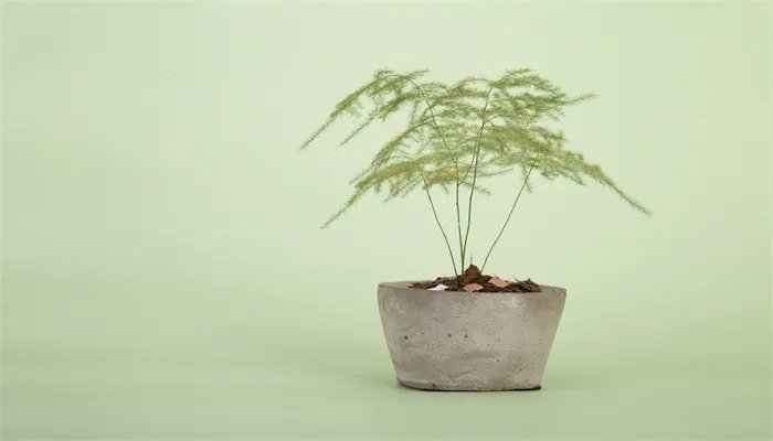 文竹怎么修剪 文竹的修剪方法