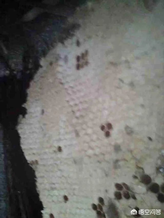 农村人自己养的蜂蜜怎么样？贵吗？