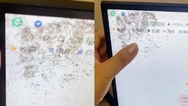 海口女子喝奶茶溅显示器上，引蚂蚁钻进电脑屏幕筑巢，它们是怎么进去的？