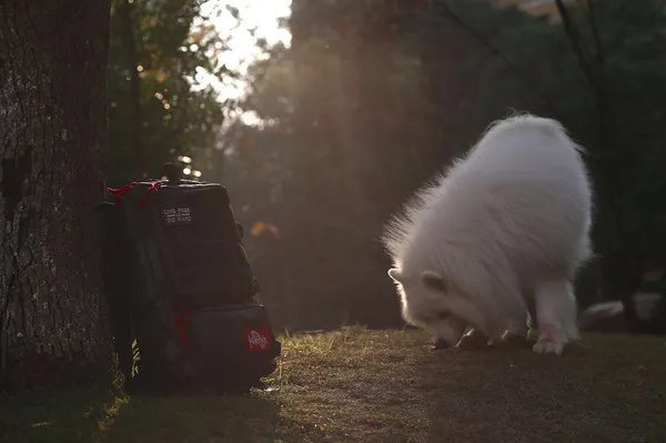 从麦格霍斯黑标系列附包谈起