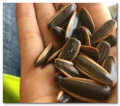 宅家嗑瓜子为啥停不下来,其中的原因是什么?